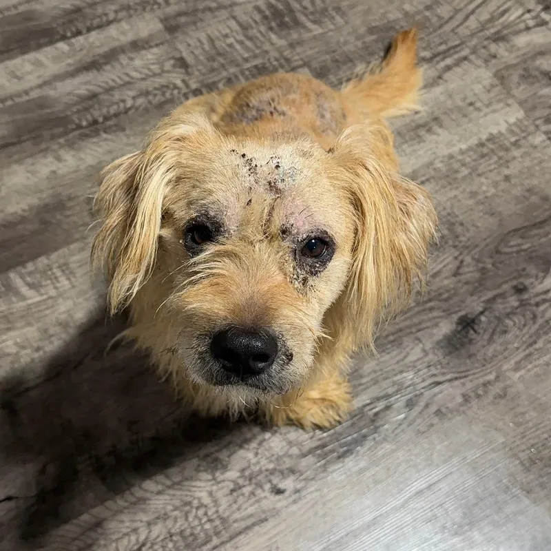 An adult medium-sized male Golden Mixed Breed dog named Louie for adoption in Alma, MI