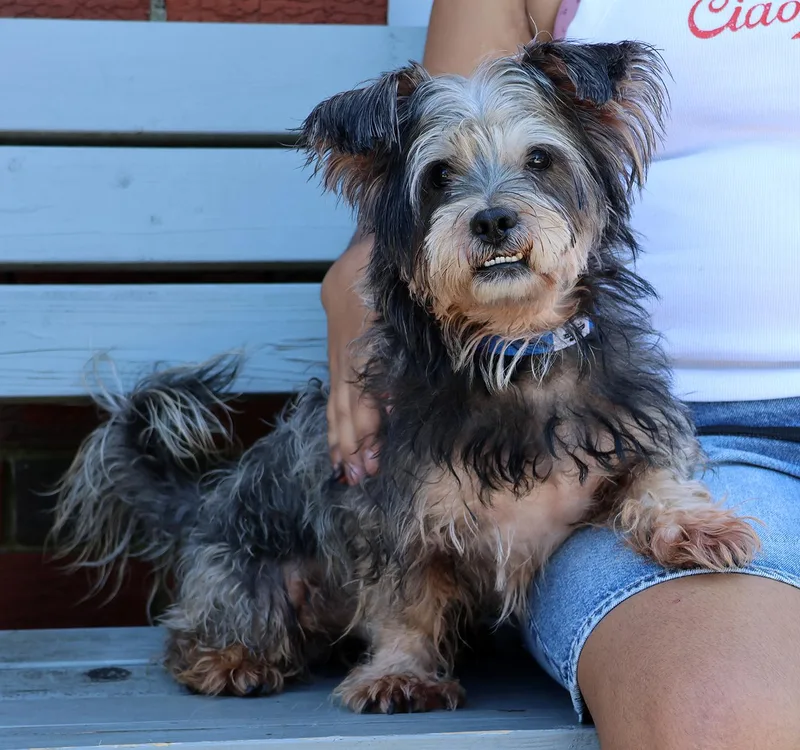 A young small-sized male Yorkshire Terrier dog named Leo for adoption in Harrison, NY