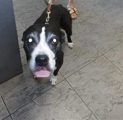 An adult medium-sized female Pit Bull Terrier dog named Yanis for adoption in Los Angeles, CA