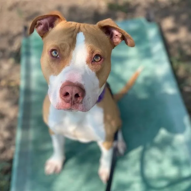 A young medium-sized male Staffordshire Bull Terrier dog named Creed for adoption in Aurora, CO