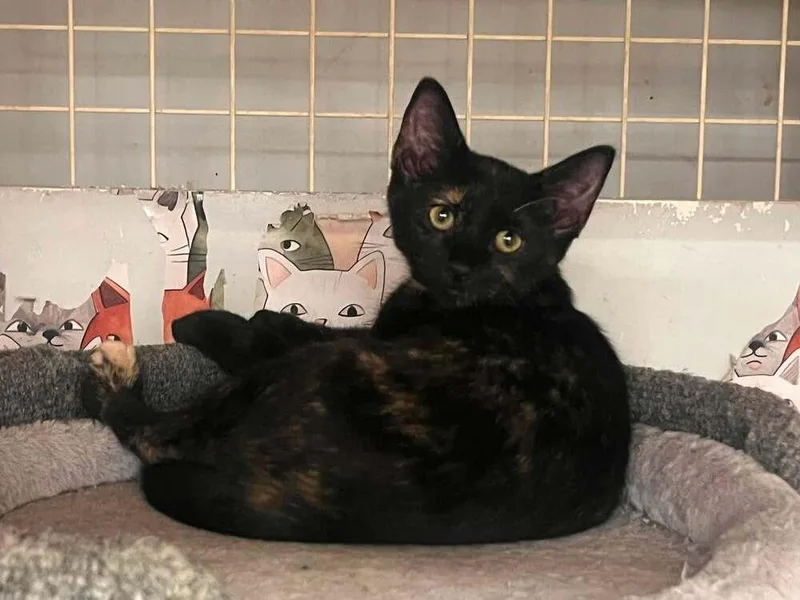 A baby small-sized female Domestic Short Hair cat named Echo for adoption in Acworth, GA