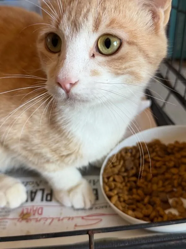 A young medium-sized female Domestic Short Hair cat named Talon for adoption in Zimmerman, MN