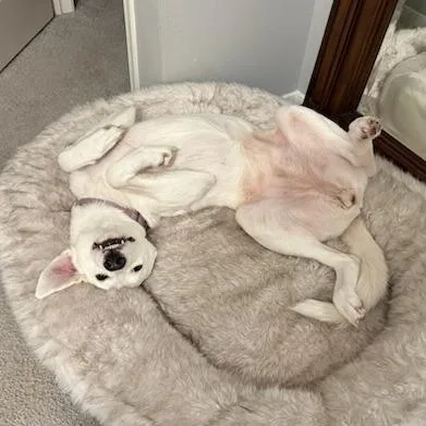 An adult small-sized female White / Cream Great Pyrenees dog named Pearl for adoption in Webster, TX