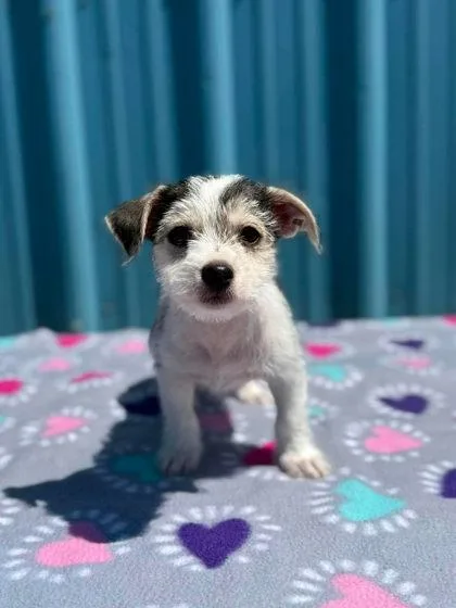 A baby small-sized female Terrier dog named Meadow for adoption in Visalia, CA