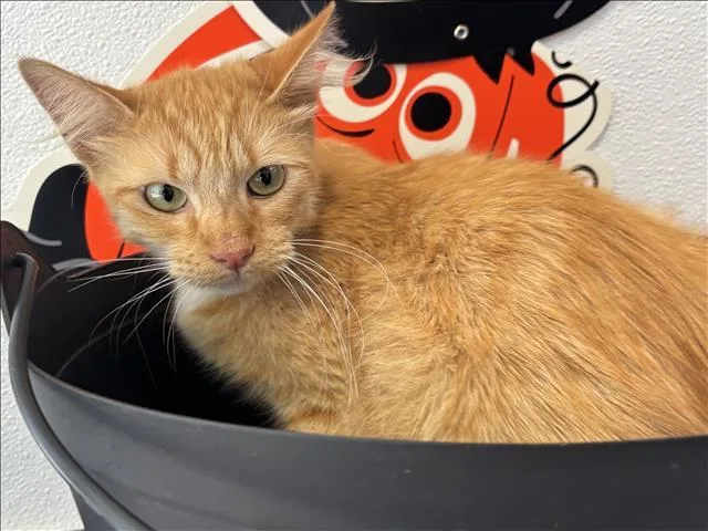 A young small-sized male Domestic Short Hair cat named Sunny for adoption in San Pedro, CA