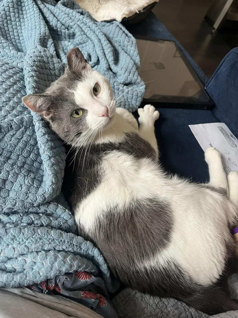 A young medium-sized male Domestic Short Hair cat named Dusty  years male for adoption in Sterling, MA