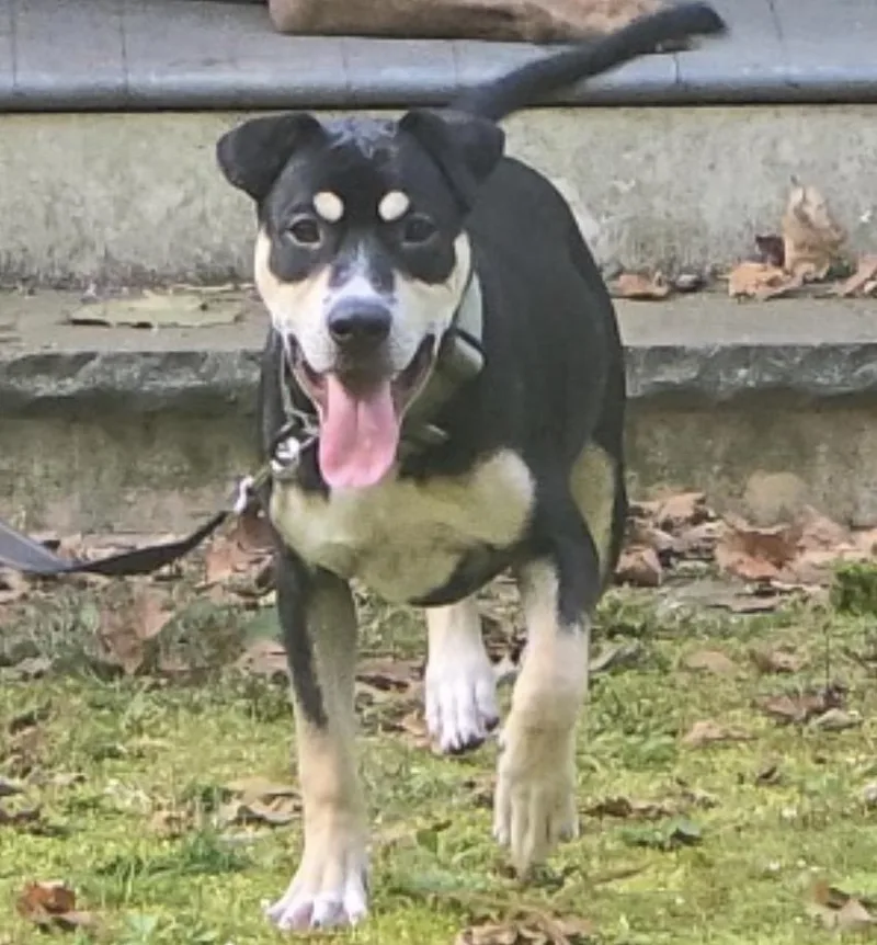 A baby medium-sized male Black Boxer dog named The Count Of Monte for adoption in Spotswood, NJ