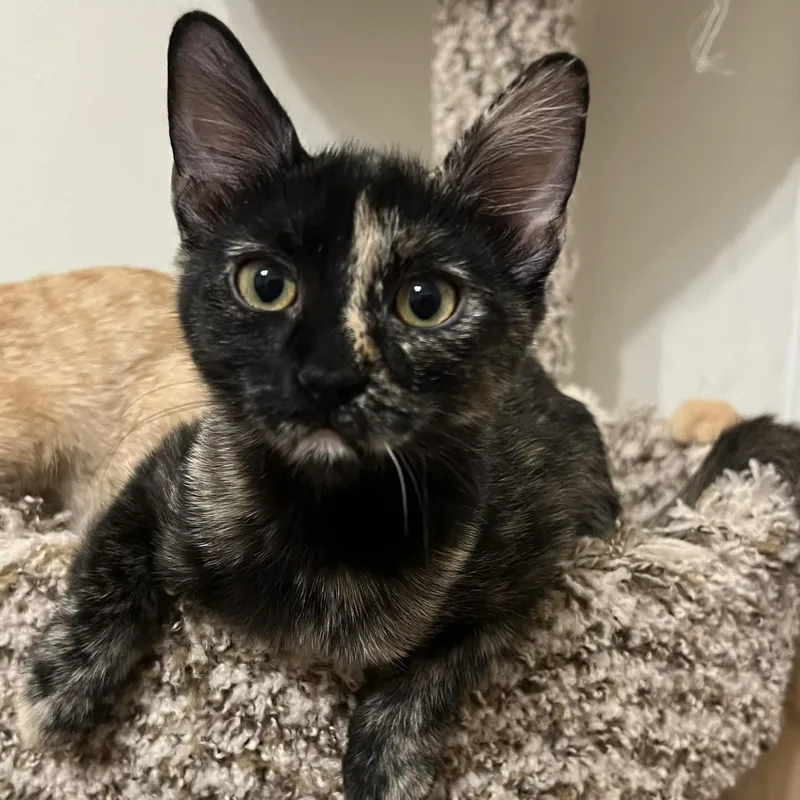 A baby medium-sized female Tortoiseshell Domestic Short Hair cat named Maple for adoption in Liverpool, TX