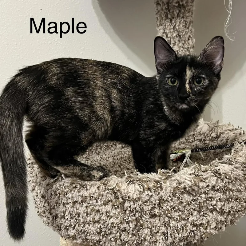 Maple thumbnail 2