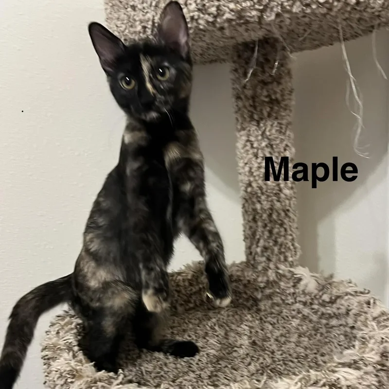 Maple thumbnail 5