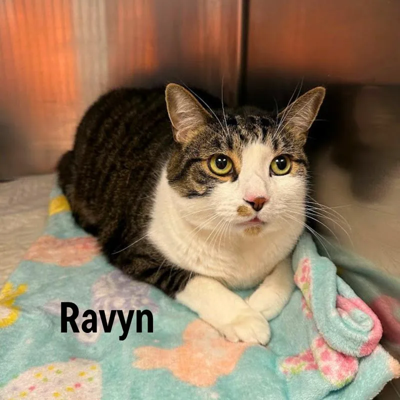 An adult extra large-sized male Brown / Chocolate Domestic Medium Hair cat named Ravyn for adoption in Oak Ridge, TN
