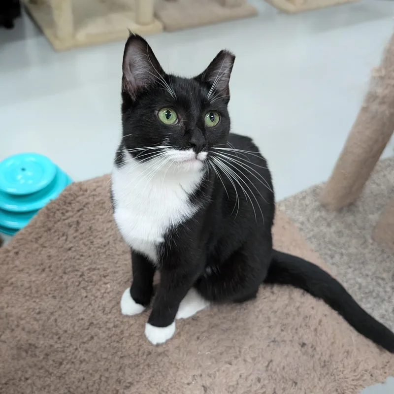 A young medium-sized female Tuxedo cat named Margo for adoption in West Palm Beach, FL
