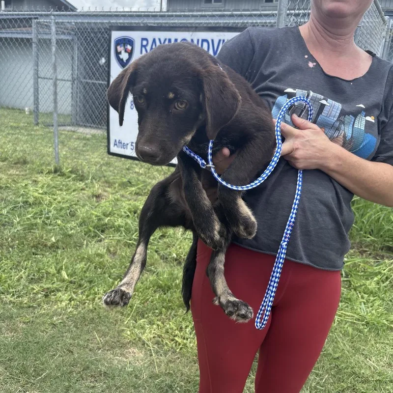 A baby medium-sized female Black Mixed Breed dog named Bailey for adoption in Austin, TX
