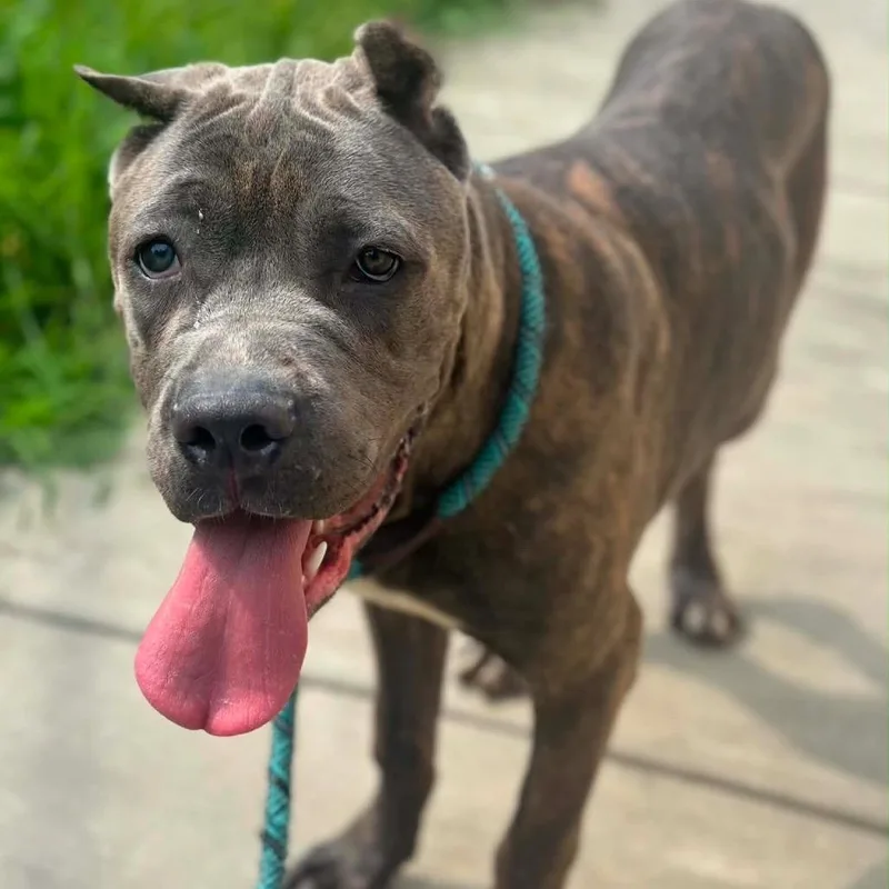 An adult large-sized female Cane Corso dog named Carmen for adoption in manchester, PA