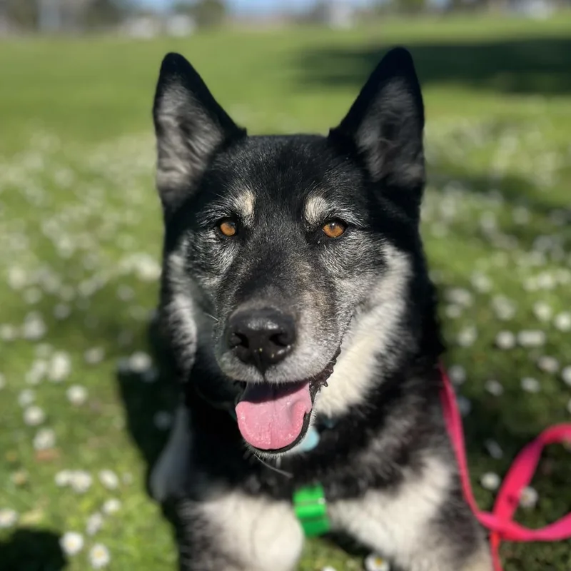 A senior large-sized female Black German Shepherd Dog dog named Billie for adoption in Santa Barbara, CA
