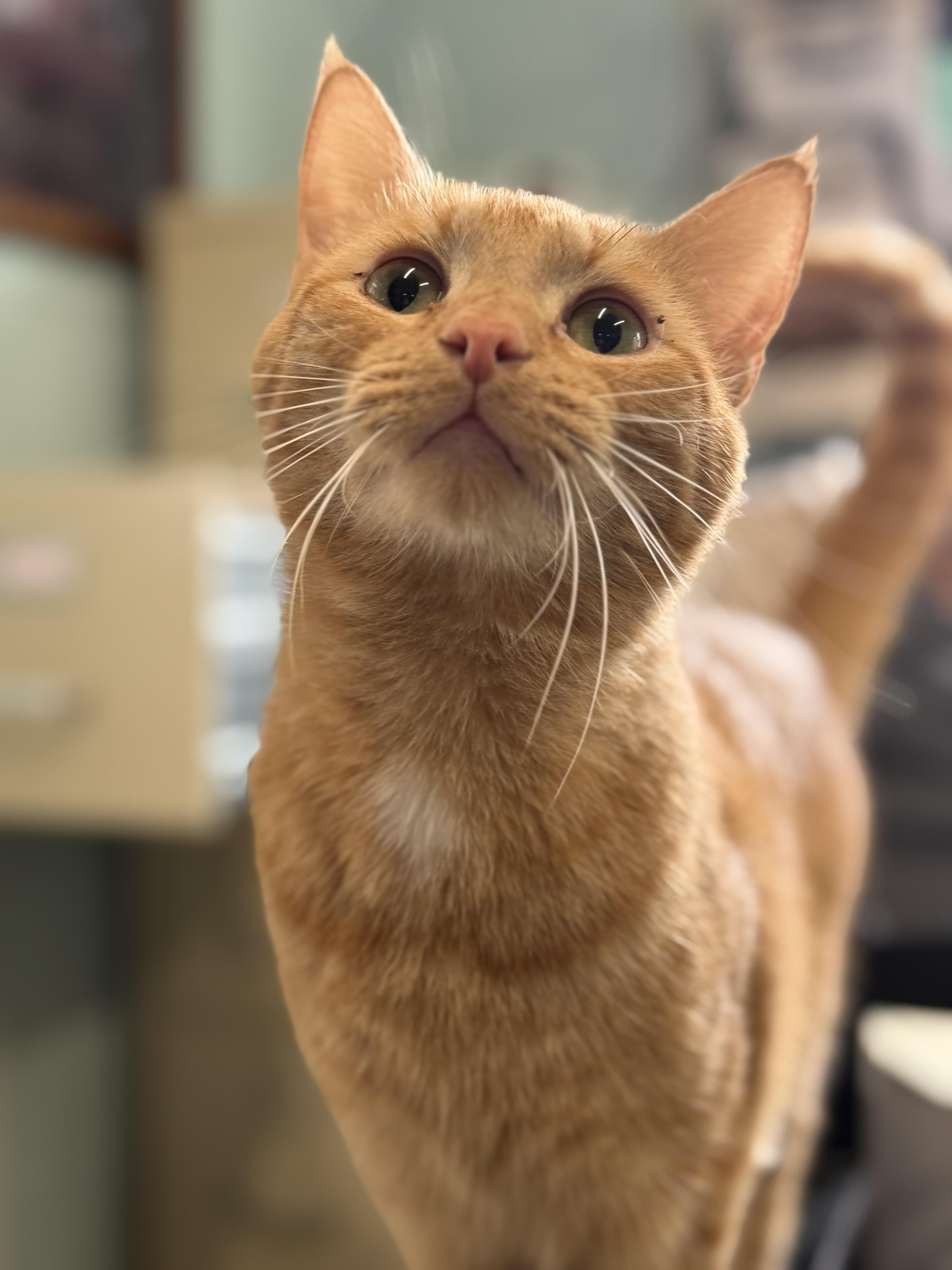 Marshall thumbnail 2