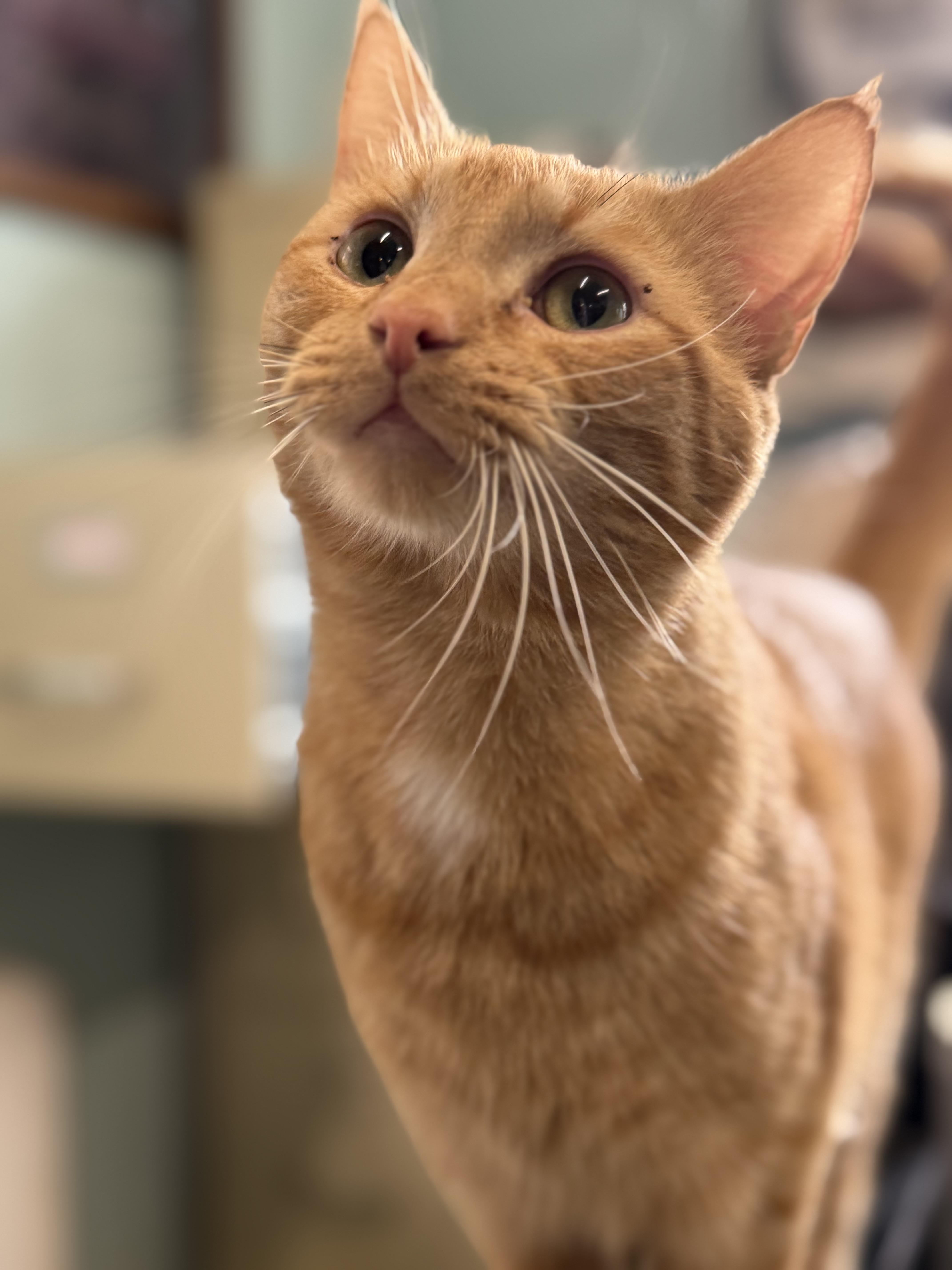 A young medium-sized male Domestic Short Hair cat named Marshall for adoption in Warren, OH