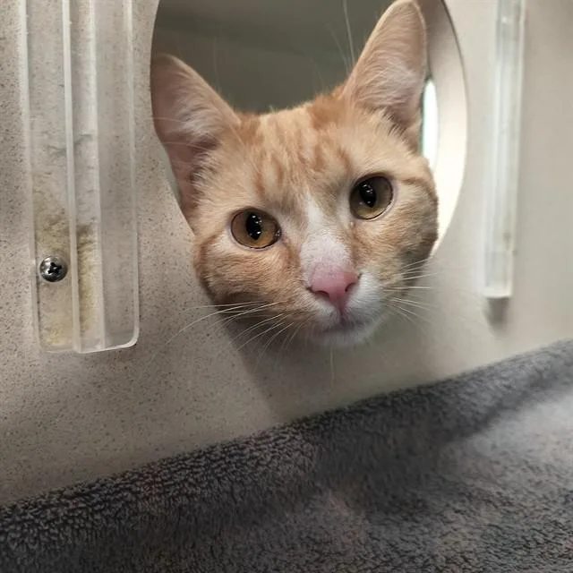 A young medium-sized male Domestic Short Hair cat named Harry for adoption in Pueblo, CO