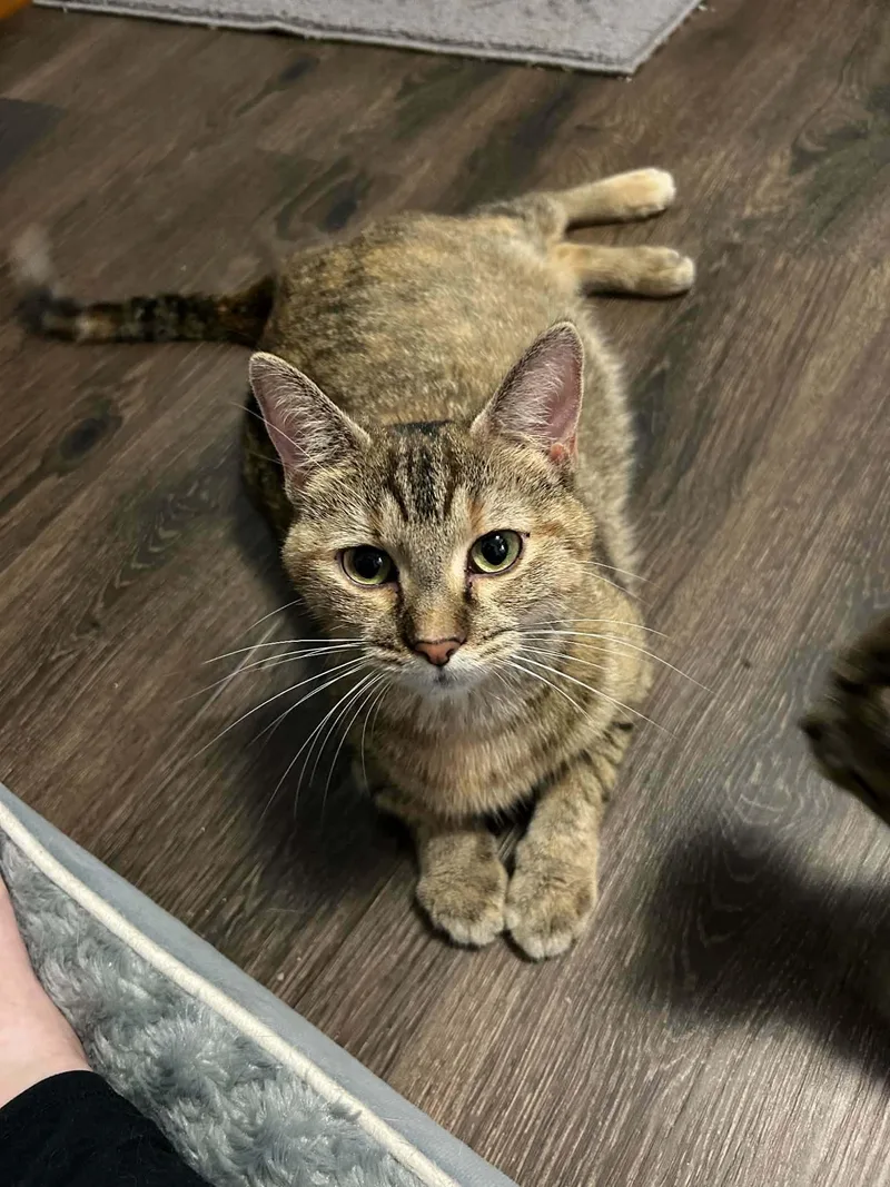 A young medium-sized female Domestic Short Hair cat named Aretha for adoption in Detroit Lakes, MN