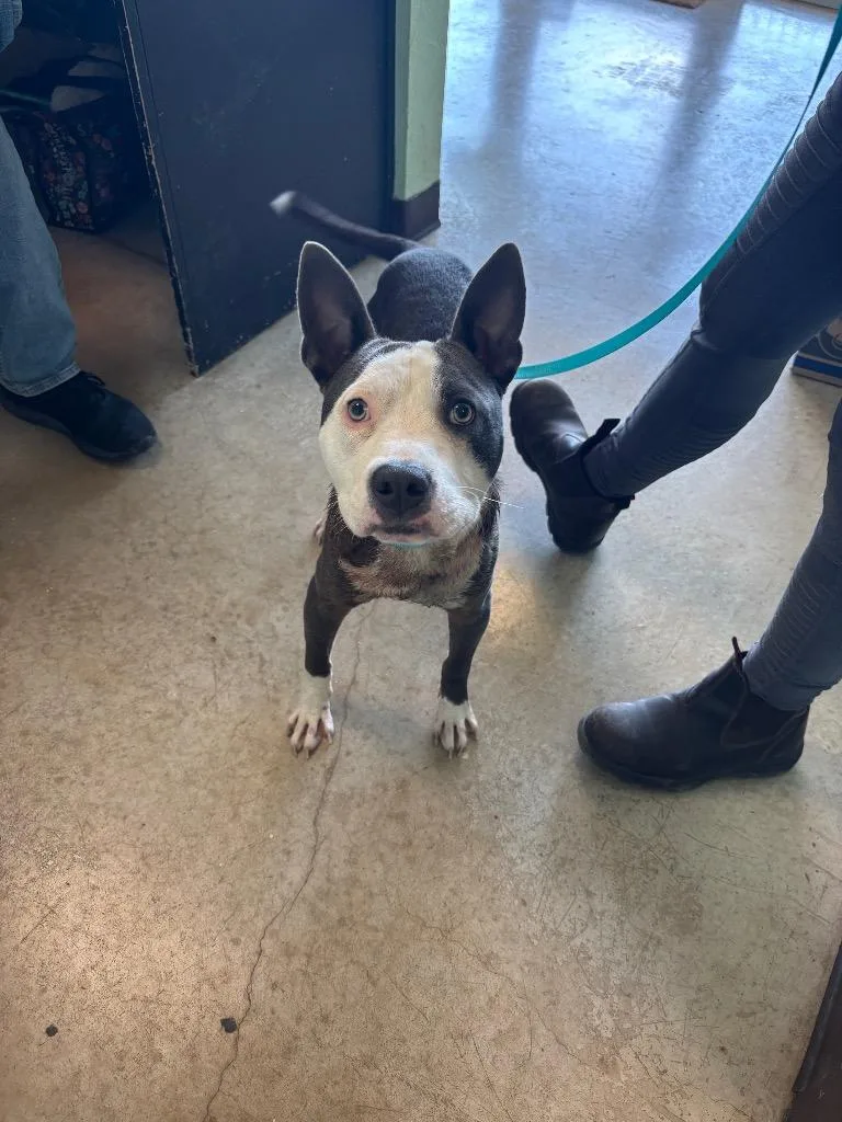A young medium-sized male Staffordshire Bull Terrier dog named Two Chainz for adoption in New Braunfels, TX