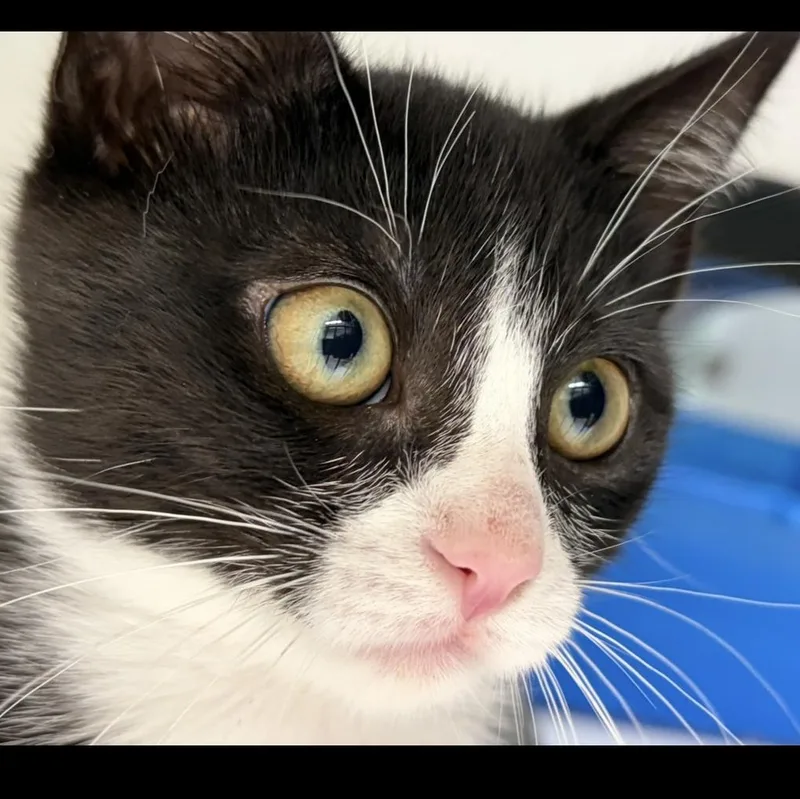 A baby medium-sized female Black & White / Tuxedo Domestic Short Hair cat named Pencil for adoption in Southold, NY