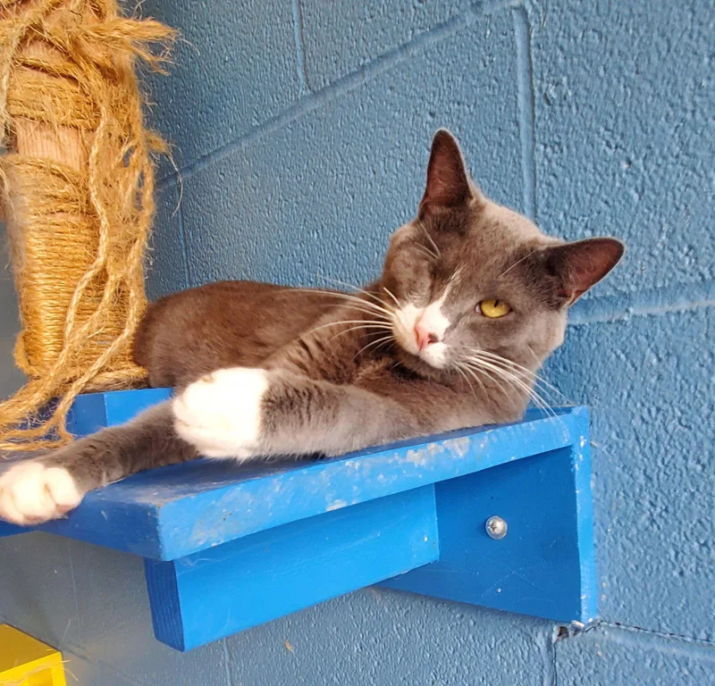 An adult small-sized female Domestic Short Hair cat named Bella for adoption in Boston, KY