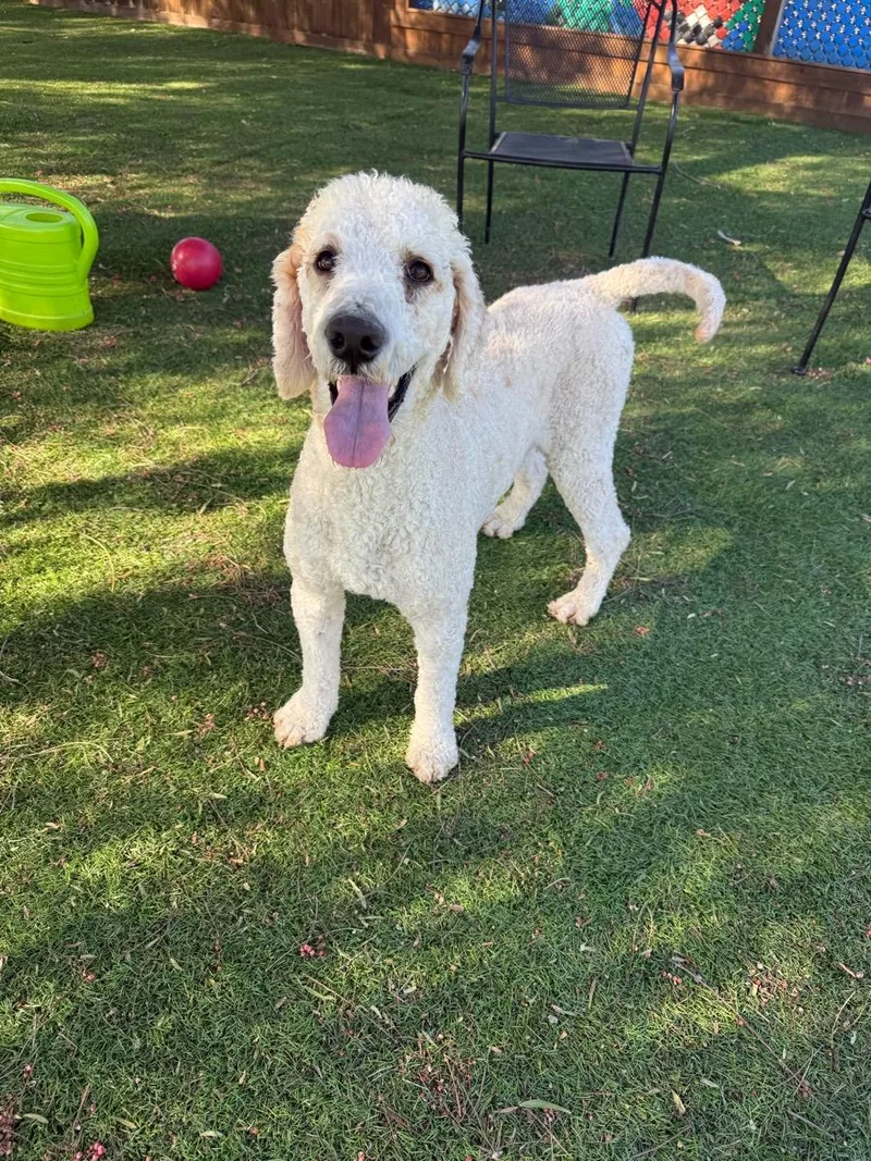 An adult medium-sized male White / Cream Standard Poodle dog named Sterling for adoption in Temecula, CA