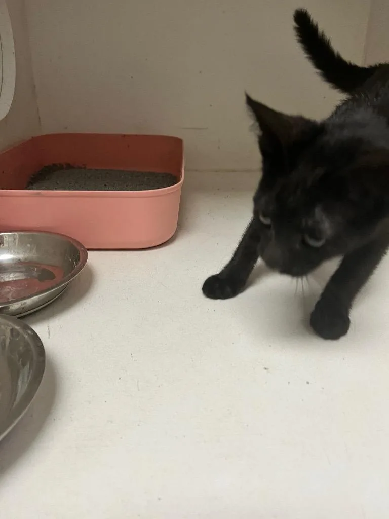 A baby medium-sized female Domestic Short Hair cat named Sandra for adoption in Benton, AR