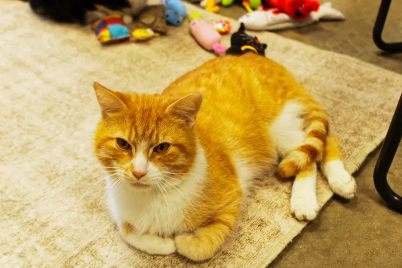 Mr. Bojangles thumbnail 2