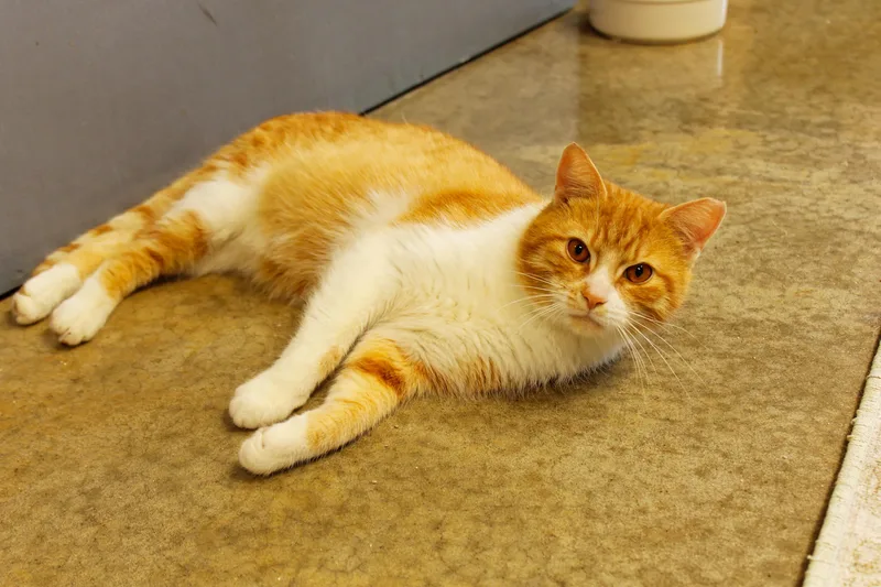 Mr. Bojangles thumbnail 3