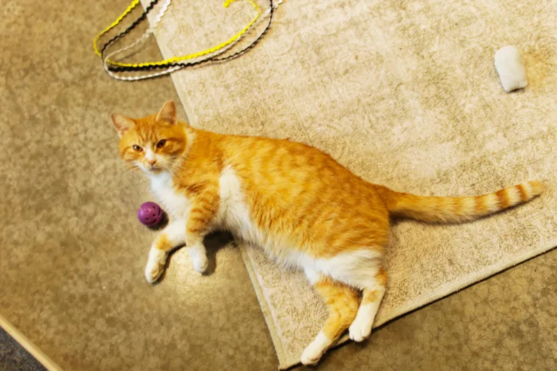 Mr. Bojangles thumbnail 4