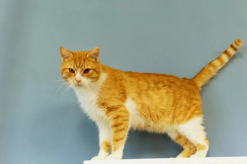 An adult medium-sized male Orange & White Domestic Short Hair cat named Mr. Bojangles for adoption in Urbana, OH