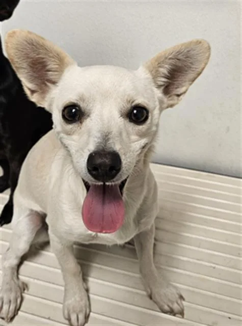 A young small-sized male Chihuahua dog named Tim for adoption in Bakersfield, CA
