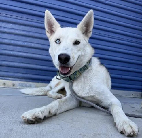 An adult medium-sized female Black Siberian Husky dog named Zathura for adoption in Thousand Oaks, CA