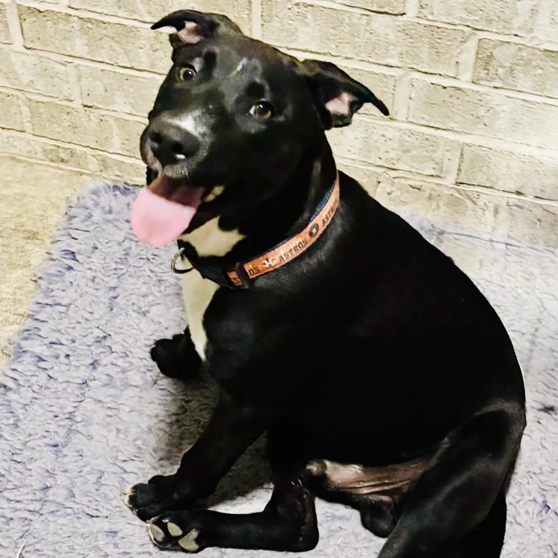 A baby medium-sized male Black Staffordshire Bull Terrier dog named Galaxy for adoption in Houston, TX