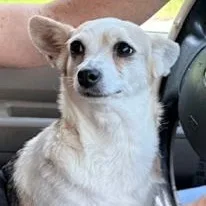 An adult small-sized female White / Cream Chihuahua dog named Molly Malibu for adoption in Brewton, AL