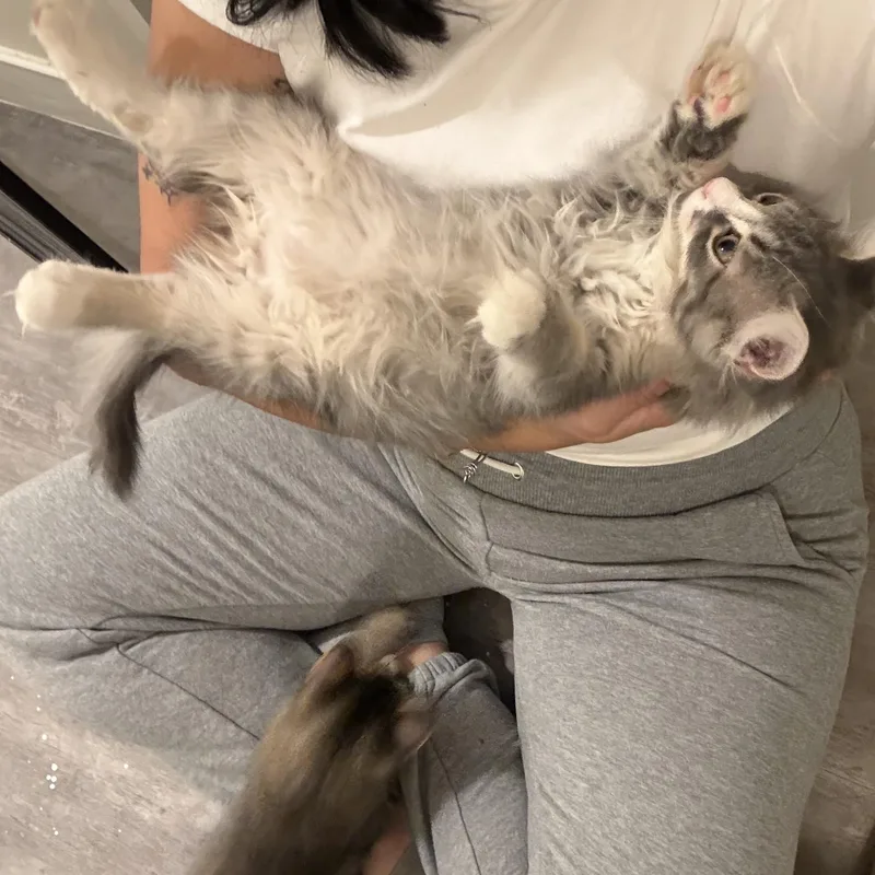 A baby medium-sized male Domestic Long Hair cat named Reece for adoption in Omaha, NE