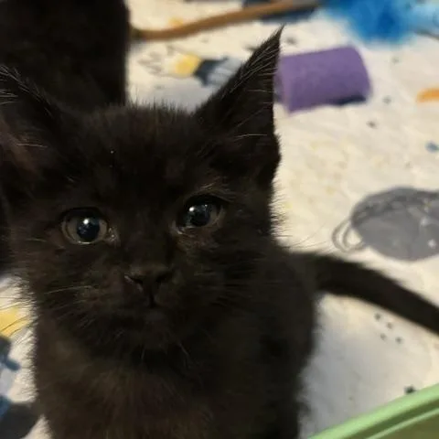 A baby medium-sized male Black Domestic Short Hair cat named Colonel Mustard for adoption in Hillsboro, OR