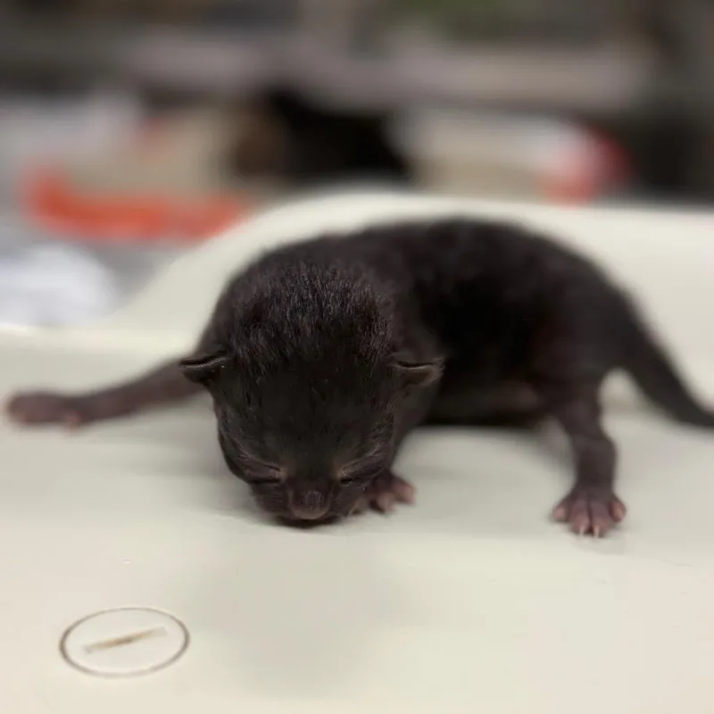 A baby small-sized male Domestic Short Hair cat named Dallas for adoption in Pauls Valley, OK