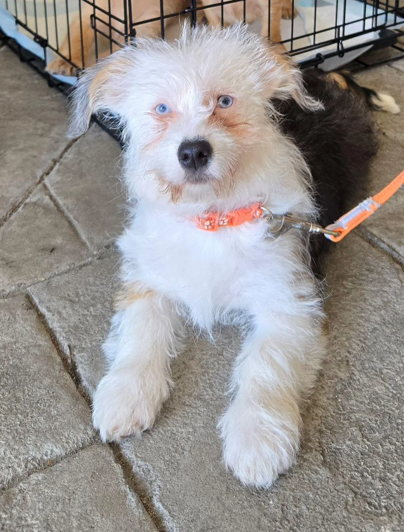 A baby medium-sized female Terrier dog named Daffodil for adoption in Cliffwood, NJ