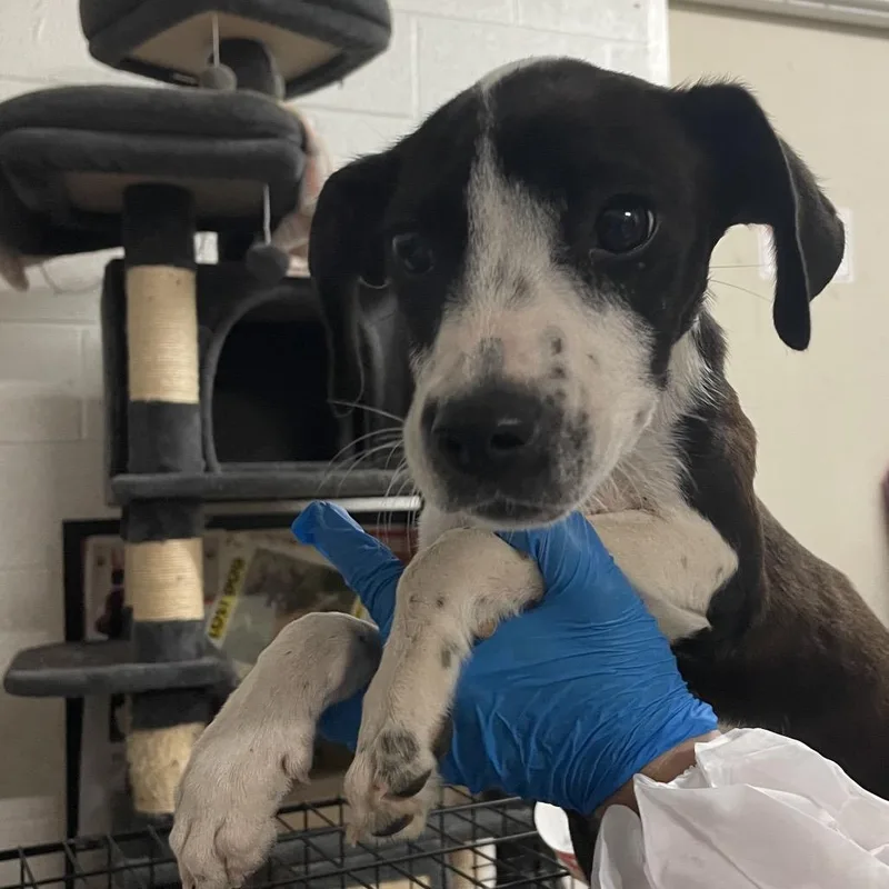 A baby small-sized male Brown / Chocolate Mixed Breed dog named Zack for adoption in Edinburg, TX