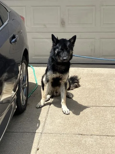 A young extra large-sized male Mixed Breed dog named Shadow for adoption in Dallas, TX