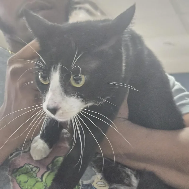 An adult medium-sized male Black Domestic Short Hair cat named Luna for adoption in Newark, NJ