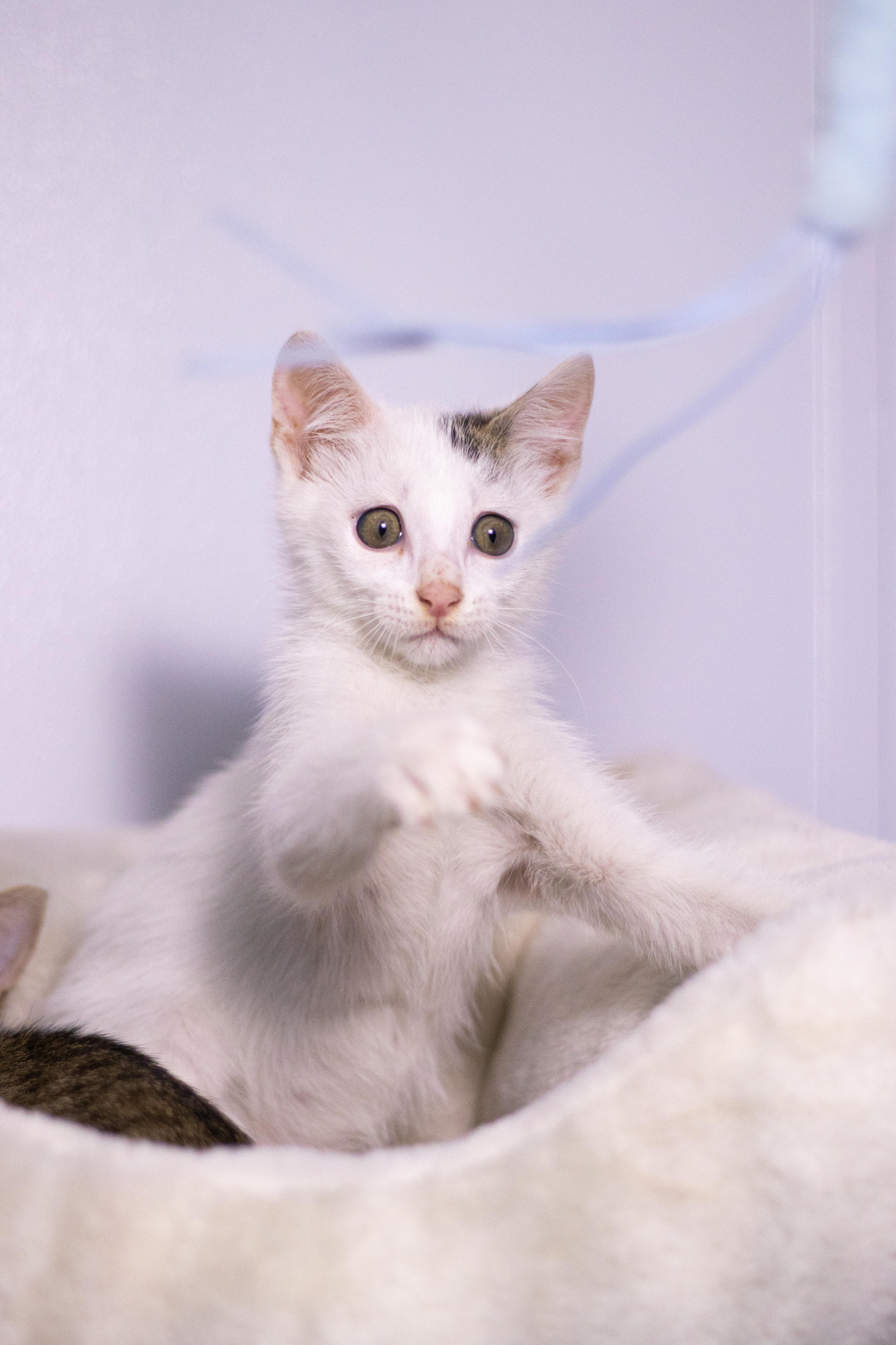 A baby medium-sized male Domestic Short Hair cat named Gendry for adoption in Collierville, TN