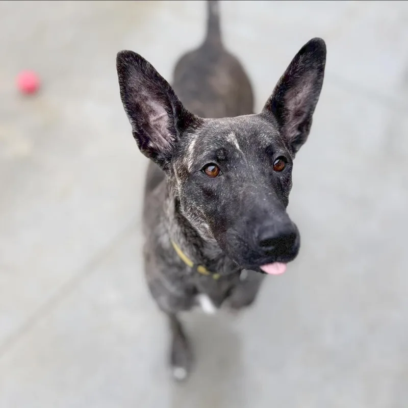 An adult medium-sized female Brindle Mixed Breed dog named Minnie for adoption in Warren, OH