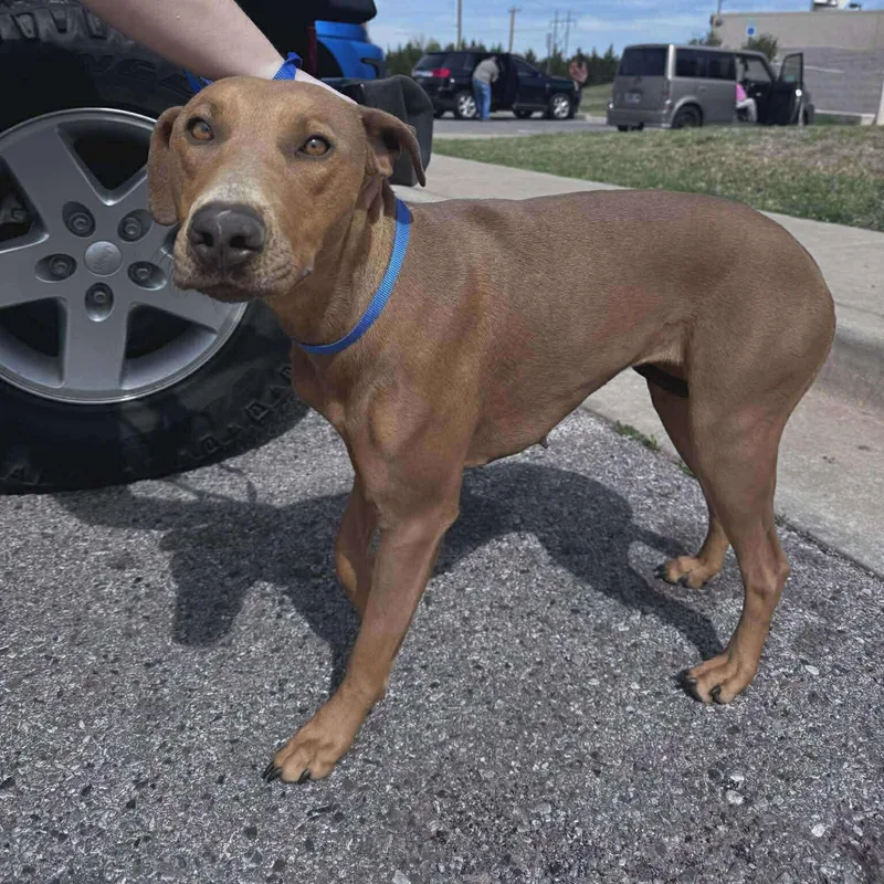 A young medium-sized female Hound dog named Baby for adoption in Yukon, OK