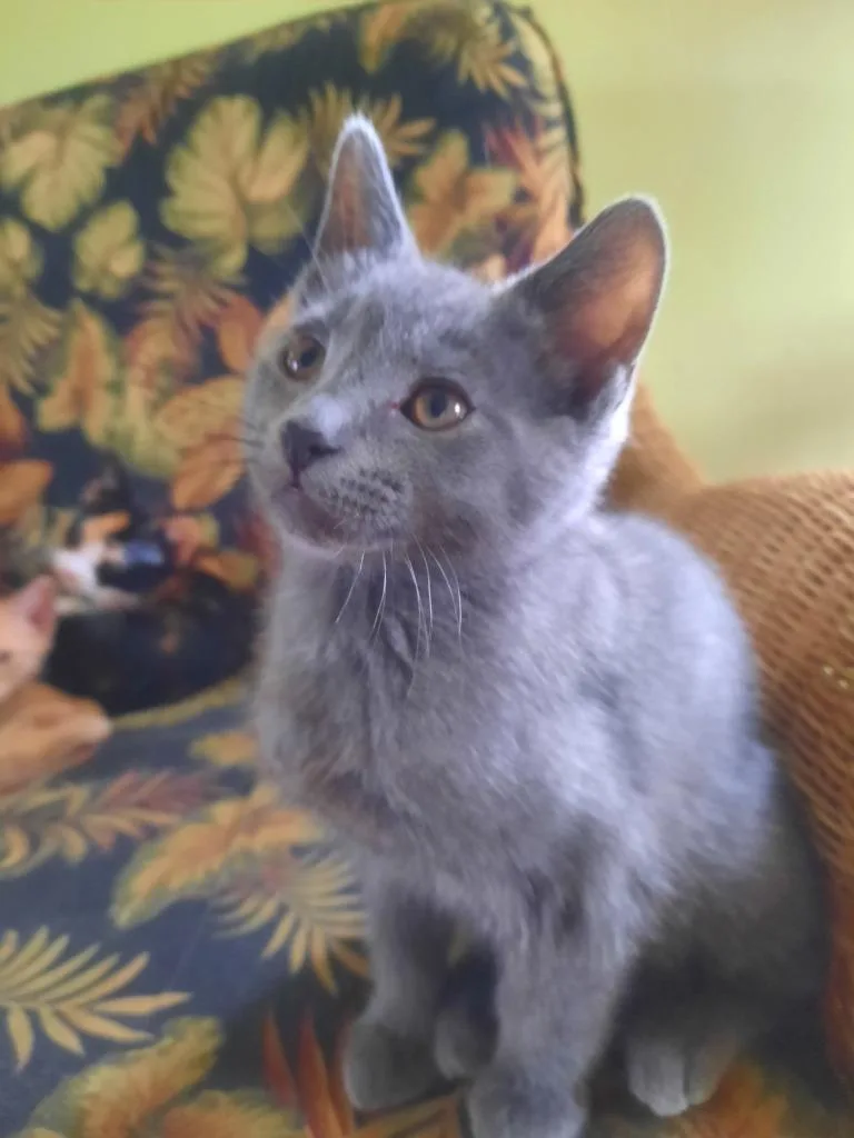A baby small-sized male Domestic Short Hair cat named Twizzler for adoption in Hamilton, OH