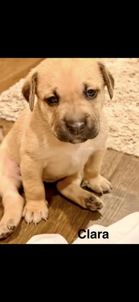 A baby small-sized female Goldendoodle dog named Clara for adoption in Marietta, GA