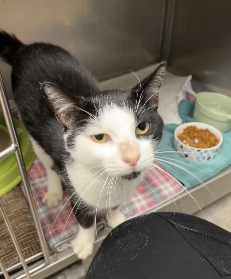 An adult medium-sized male White Domestic Short Hair cat named Sycamore for adoption in Montville, NJ