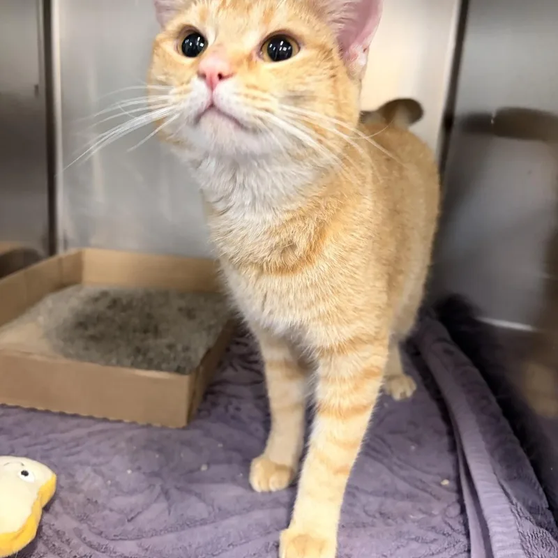 An adult medium-sized female Orange & White Domestic Short Hair cat named Jasmine for adoption in Saint Charles, MO